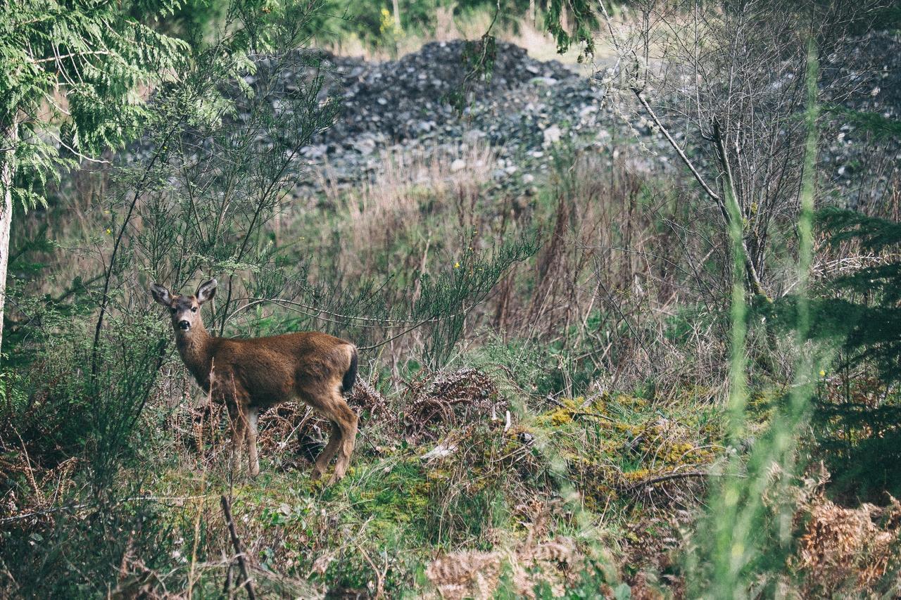 De Vrolijcke Bosmuis Bed & Breakfast Bergeijk Dış mekan fotoğraf
